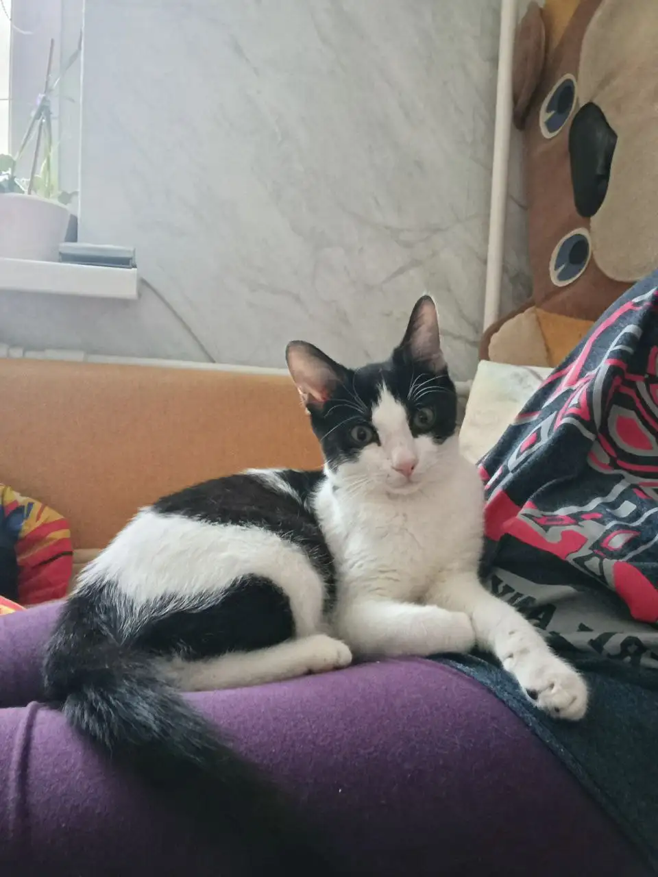 Котёнок в добрые руки - Кошки (Животные) в Саратов