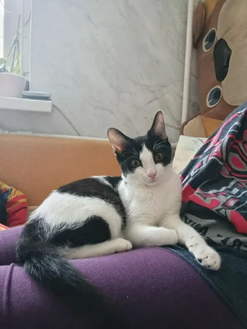 Котёнок в добрые руки - частное объявление в Саратов