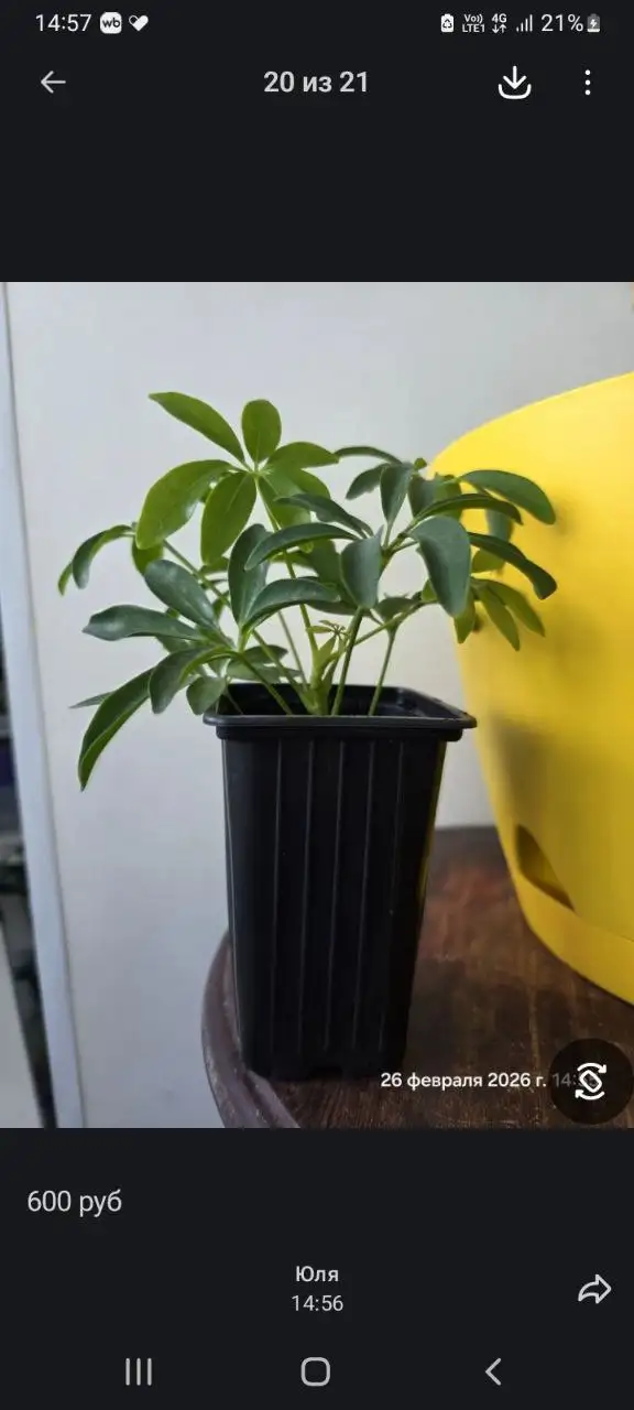 Подарок к весеннему дню для женщин - Барахолка в Саратов