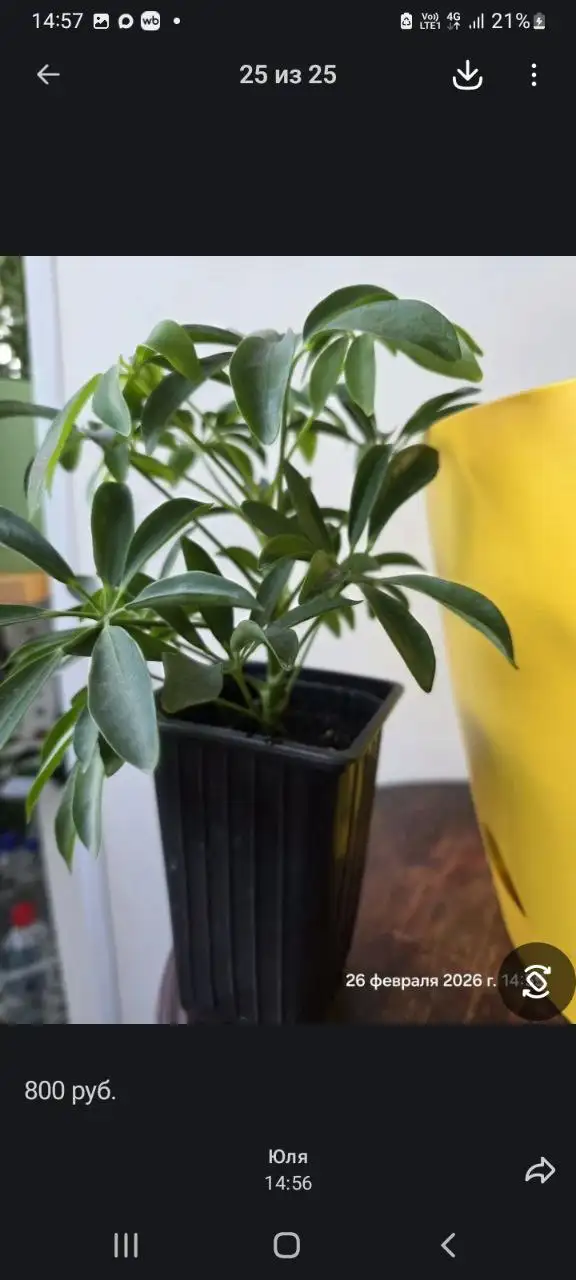 Подарок к весеннему дню для женщин - Барахолка в Саратов