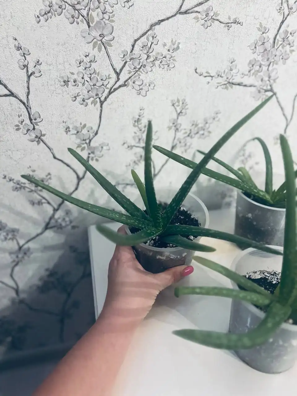 Продажа целебных отростков Алоэ Вера - Растения (Барахолка) в Саратов