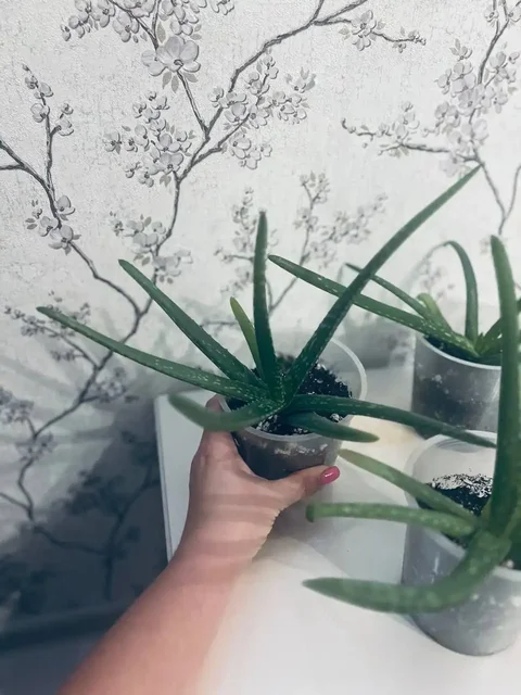 Продажа целебных отростков Алоэ Вера - Искусственные цветы в Саратов