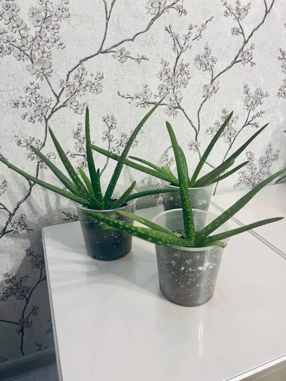 Продажа целебных отростков Алоэ Вера - Растения (Барахолка) в Саратов