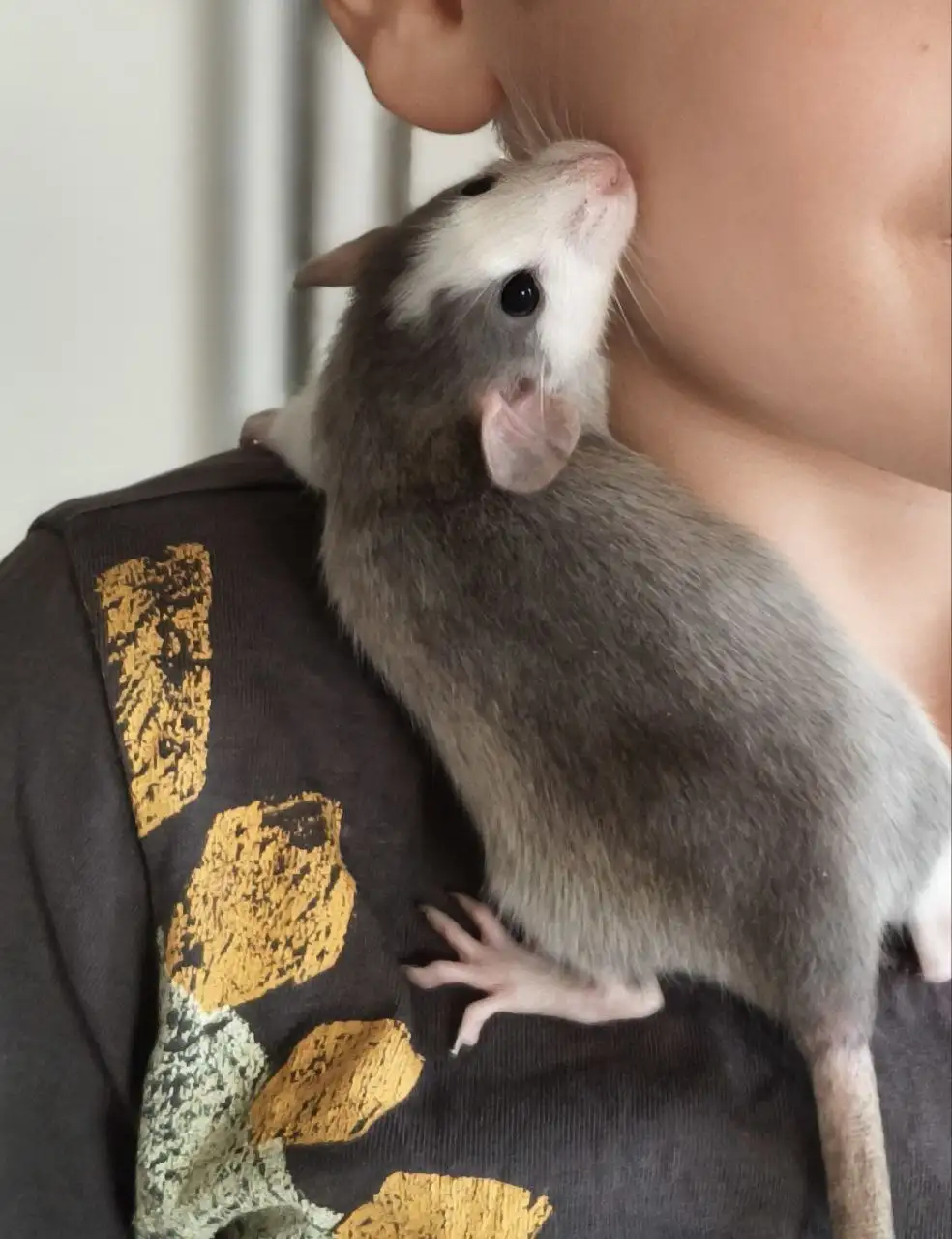 Декоративная крыска Груша ищет дом - Грызуны (Животные) в Саратов