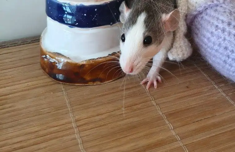 Декоративная крыска Груша ищет дом - Грызуны (Животные) в Саратов