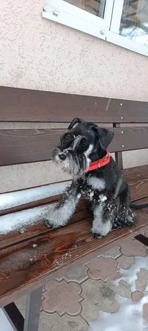 Щенок от титулованных родителей - Скот в Саратов