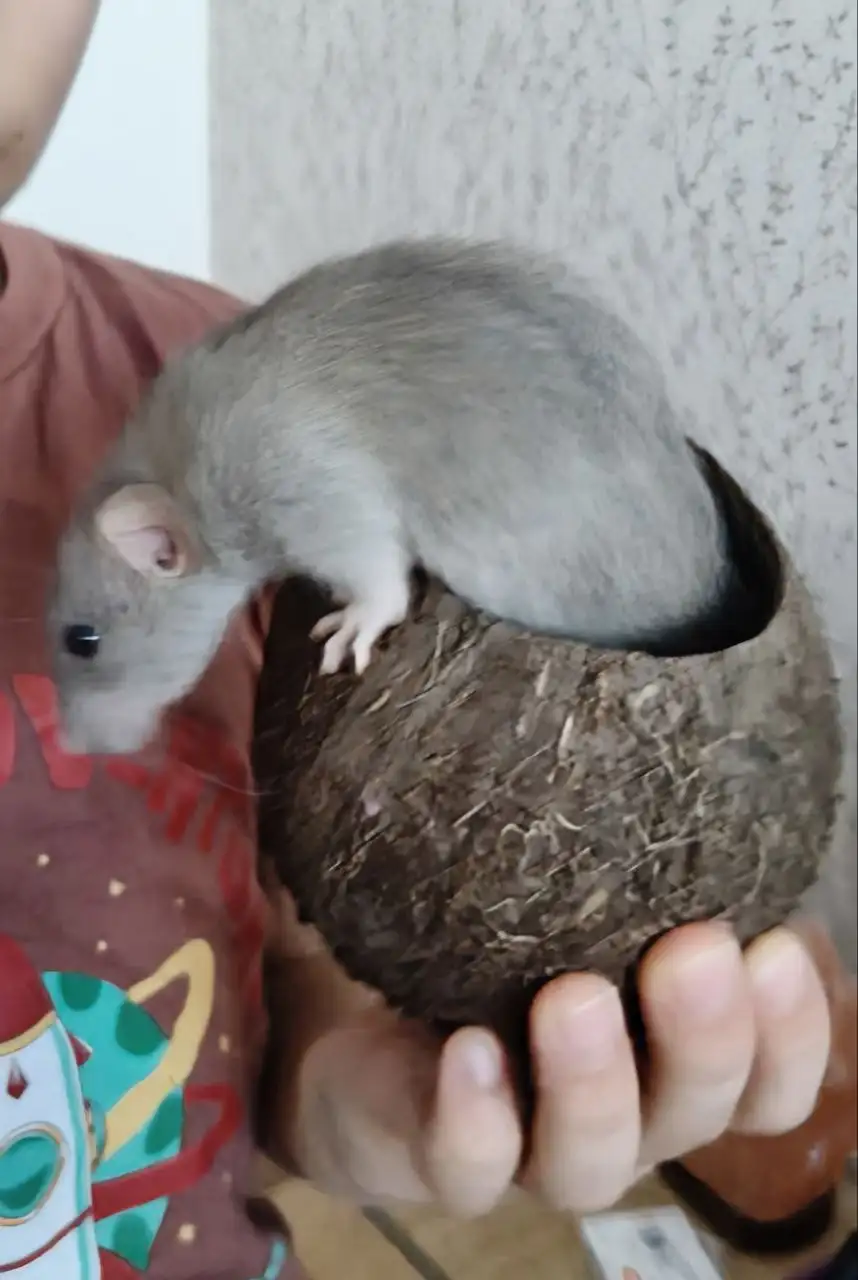 Декоративная крыска Булочка ищет дом - Грызуны (Животные) в Саратов