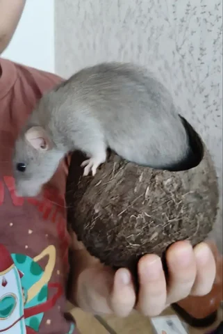 Декоративная крыска Булочка ищет дом - Скот в Саратов