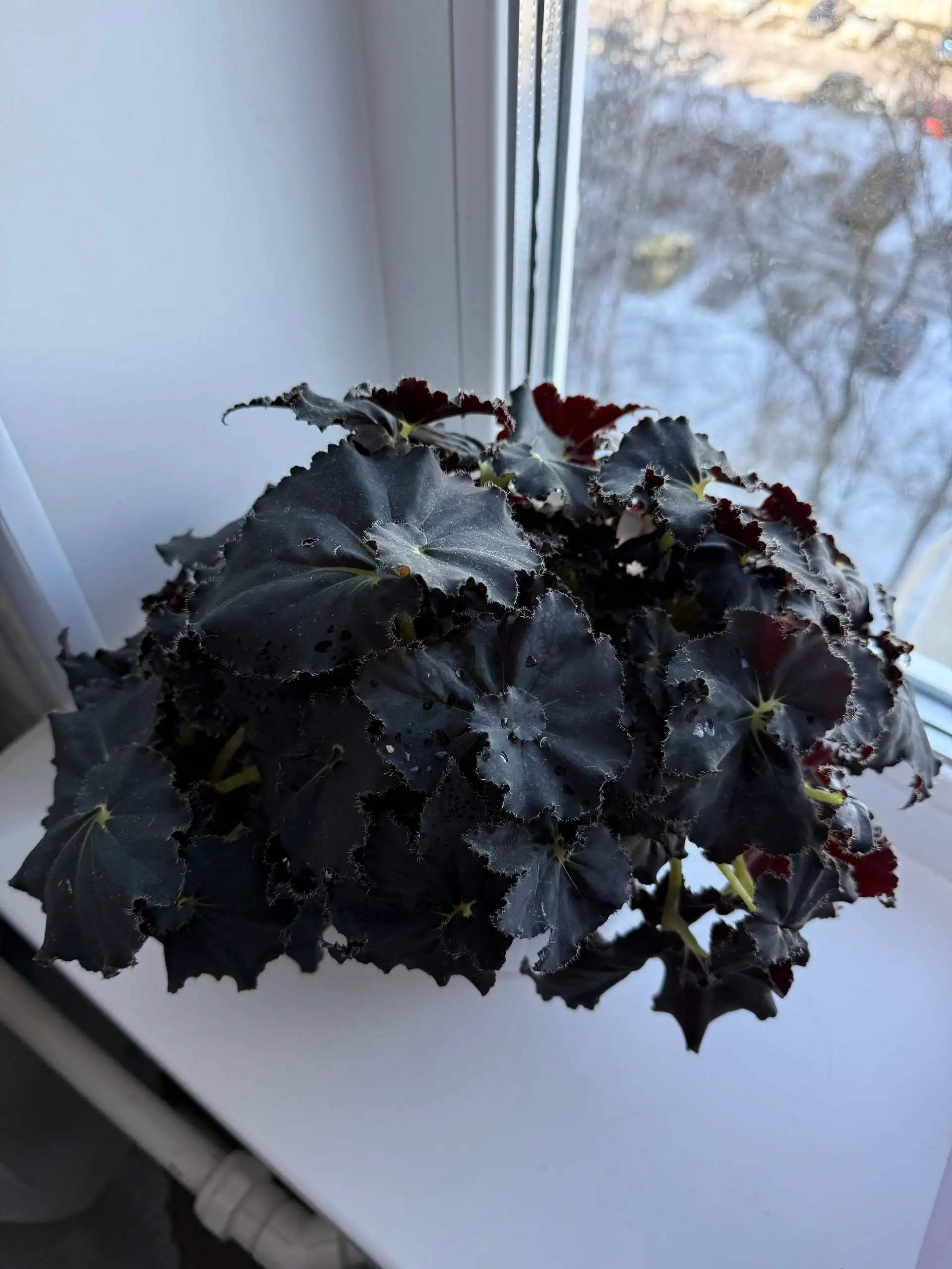 Черенки бегонии и замиокулькасы - Растения (Хобби и отдых) в Юбилейный