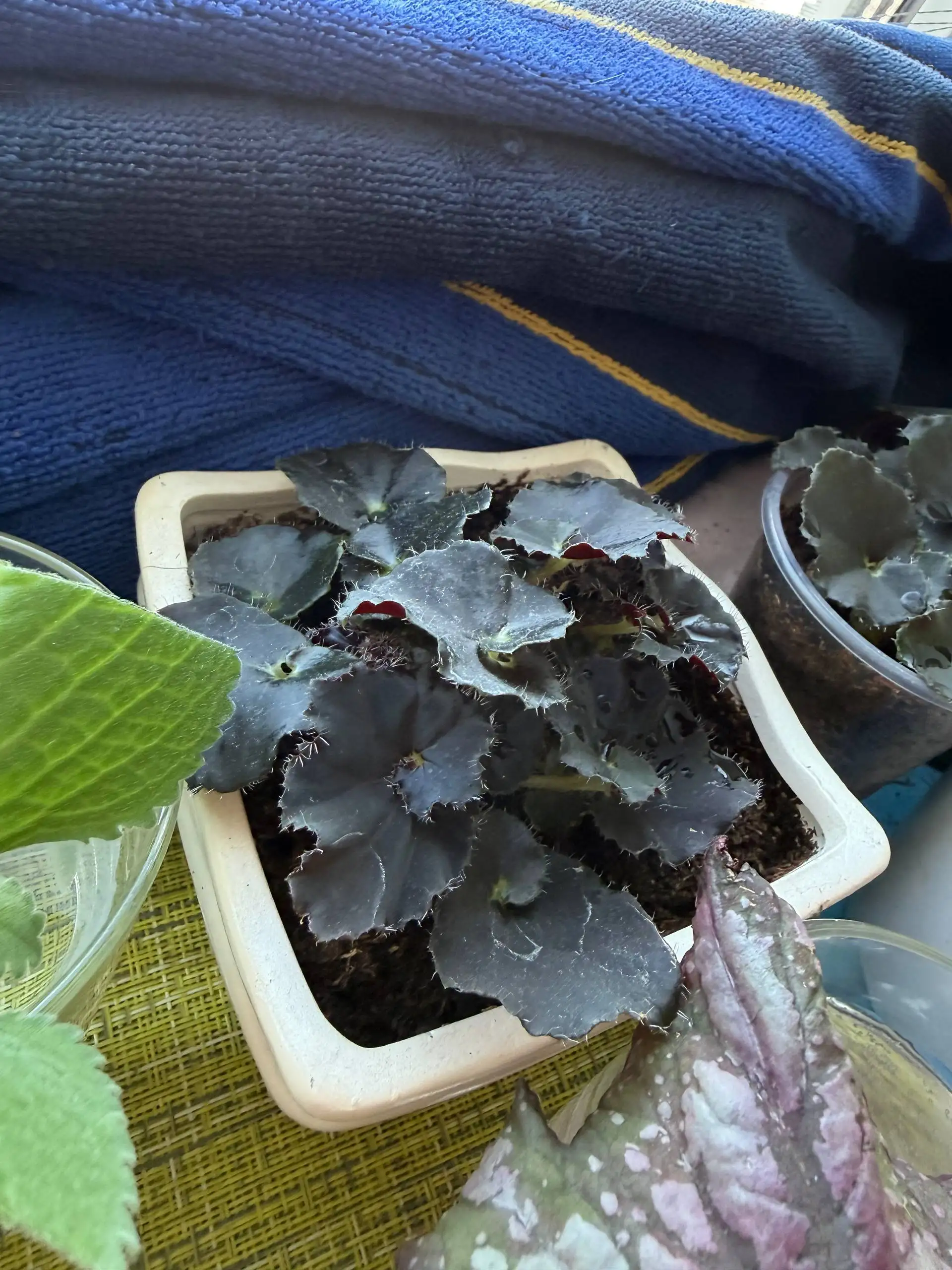 Черенки бегонии и замиокулькасы - Растения (Хобби и отдых) в Юбилейный