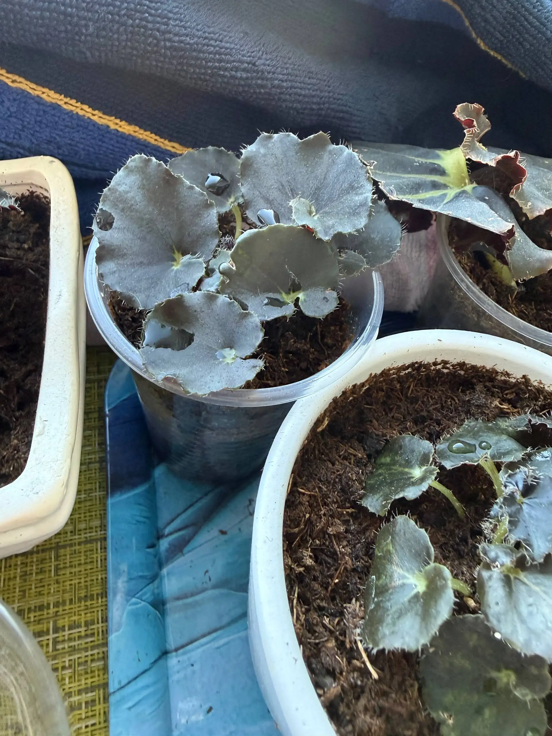 Черенки бегонии и замиокулькасы - Растения (Хобби и отдых) в Юбилейный