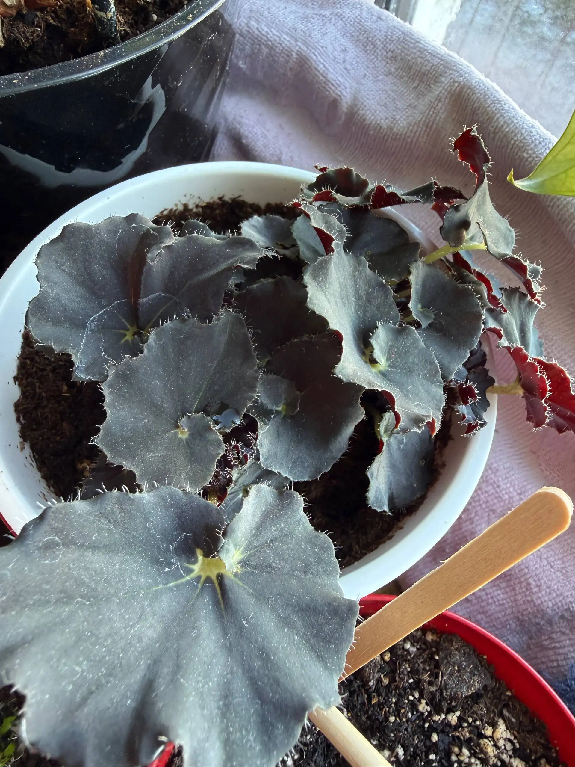 Черенки бегонии и замиокулькасы - Растения (Хобби и отдых) в Юбилейный