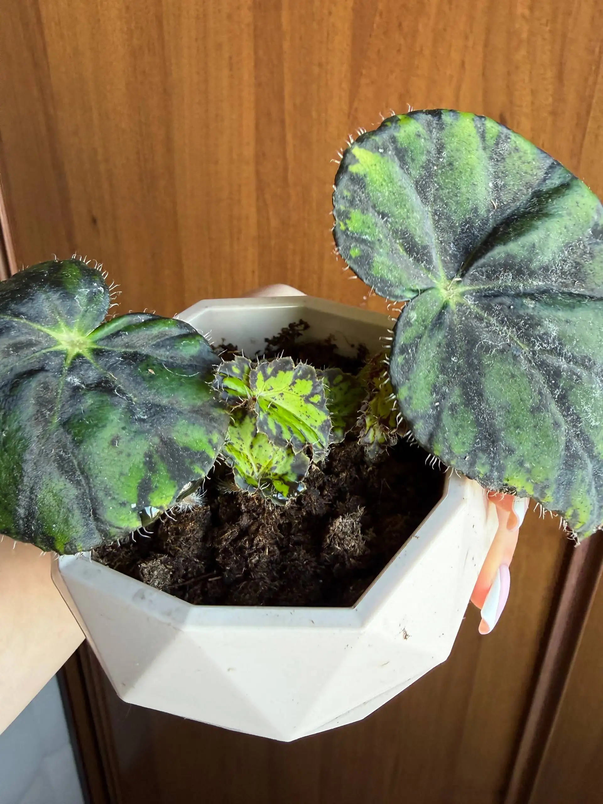 Черенки бегонии и замиокулькасы - Растения (Хобби и отдых) в Юбилейный