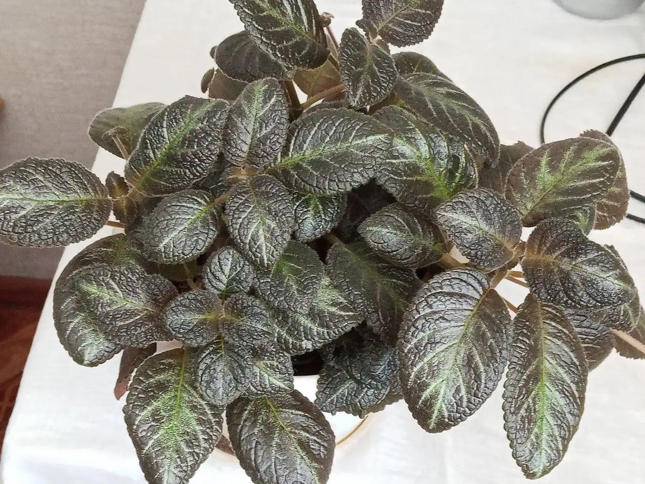 Еписция с желтыми цветами в Саратове - Растения (Барахолка) в Саратов