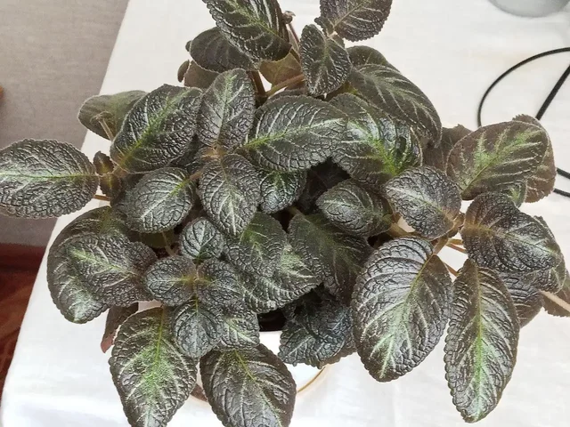 Еписция с желтыми цветами в Саратове - Кухонные принадлежности в Саратов