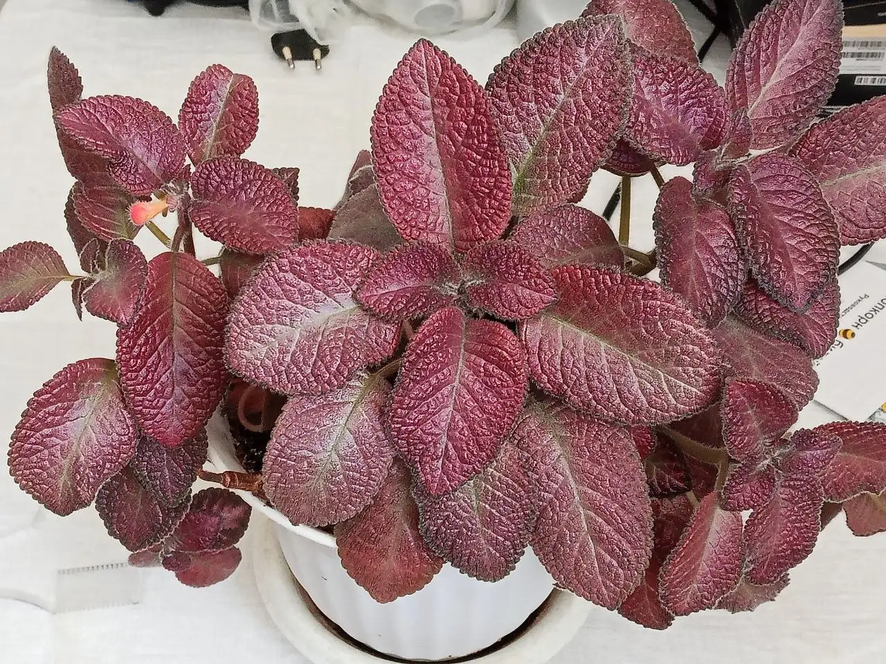 Еписция с желтыми цветами в Саратове - Растения (Барахолка) в Саратов