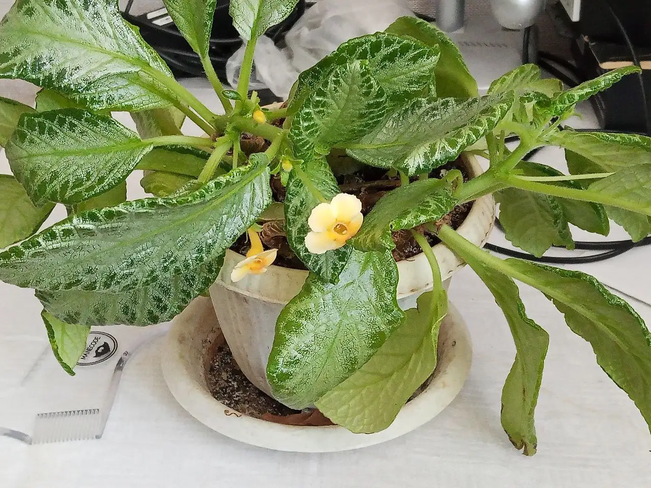 Еписция с желтыми цветами в Саратове - Растения (Барахолка) в Саратов