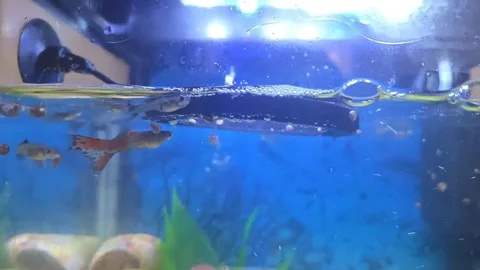 Отдам гупешек - Кухонные принадлежности в Саратов