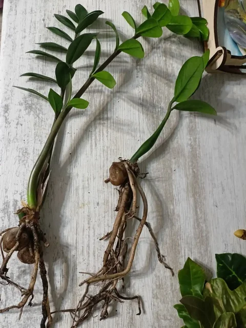 Продажа отростков Замиокулькаса и черенков Кратона - Растения/рассада в Саратов