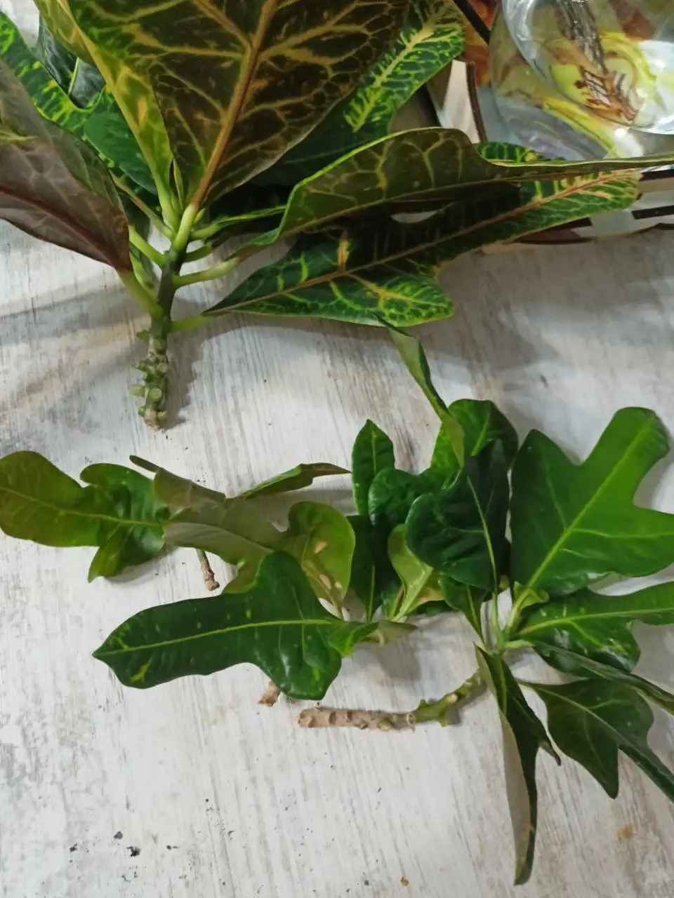 Продажа отростков Замиокулькаса и черенков Кратона - Комнатные растения (Хобби и отдых) в Саратов