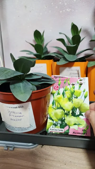 Продам рассаду эустомы - Растения/рассада в Саратов