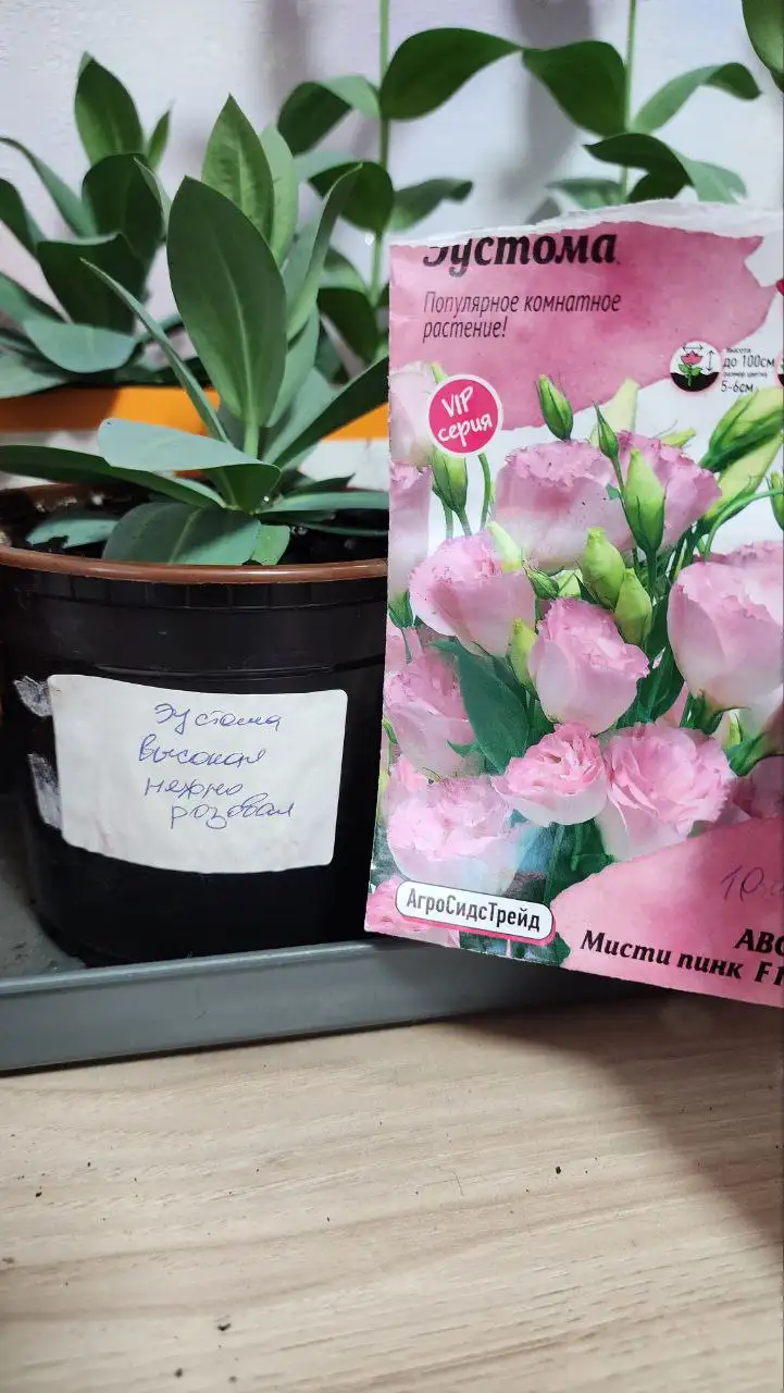 Продам рассаду эустомы - Растения/рассада (Хобби и отдых) в Саратов