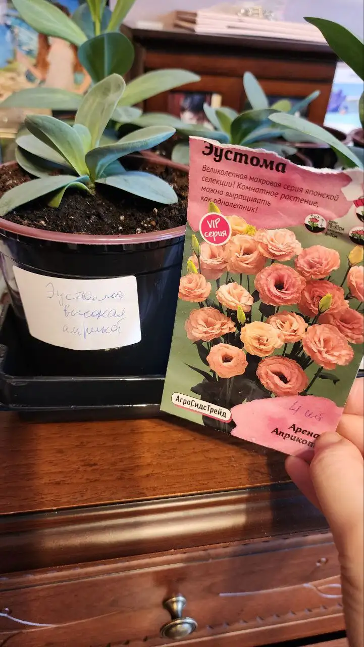 Продам рассаду эустомы - Растения/рассада (Хобби и отдых) в Саратов