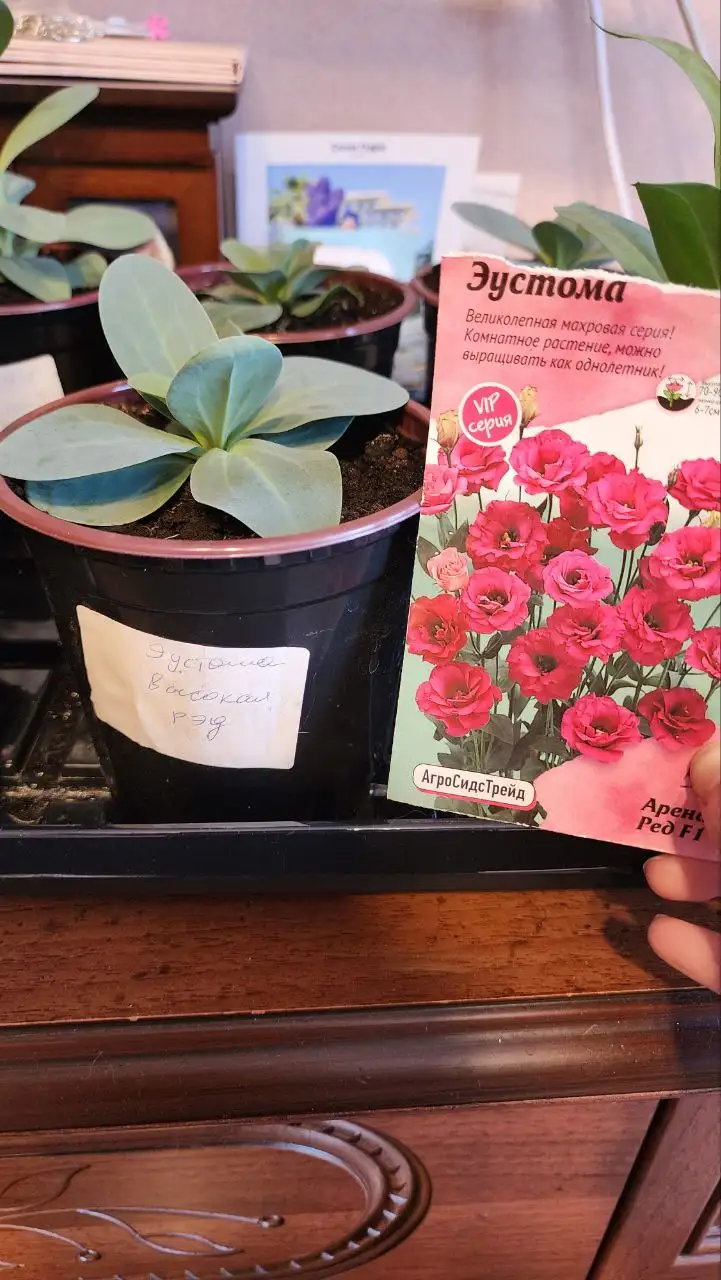 Продам рассаду эустомы - Растения/рассада (Хобби и отдых) в Саратов