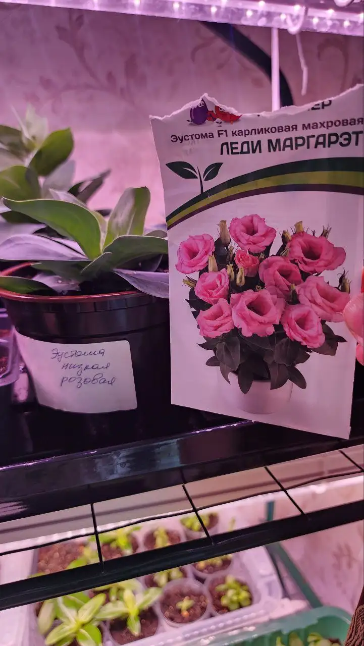 Продам рассаду эустомы - Растения/рассада (Хобби и отдых) в Саратов