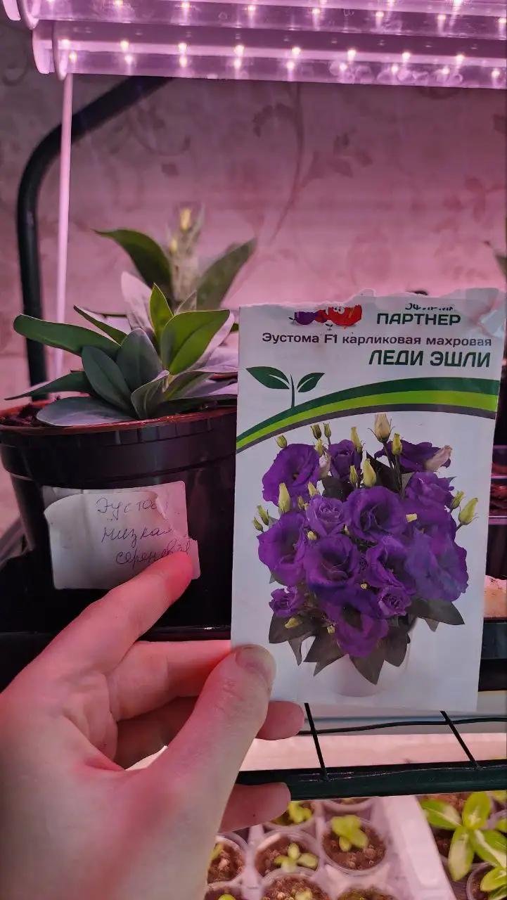 Продам рассаду эустомы - Растения/рассада (Хобби и отдых) в Саратов