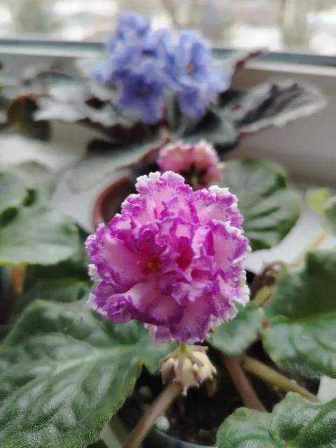 Продажа фиалок разных сортов в Юбилейном - частное объявление в Юбилейный