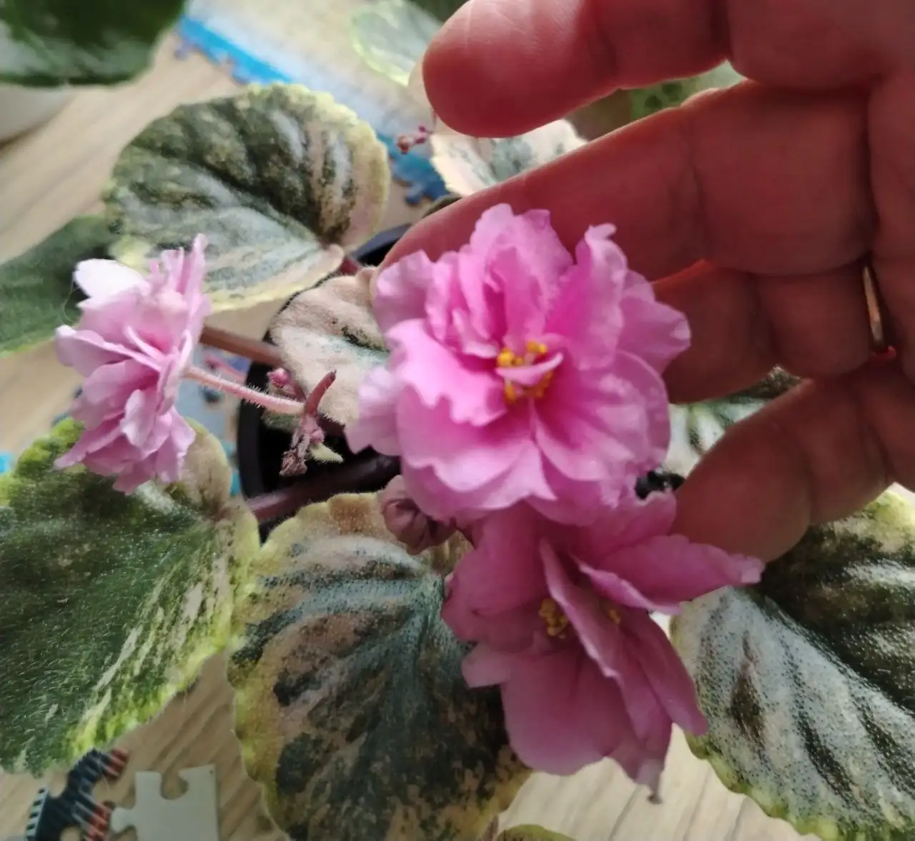 Продажа фиалок разных сортов в Юбилейном - Растения (Хобби и отдых) в Юбилейный