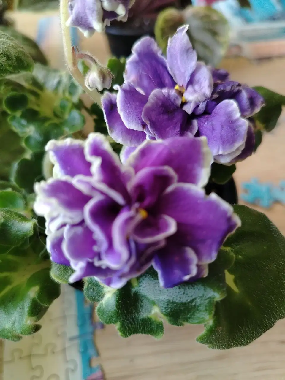 Продажа фиалок разных сортов в Юбилейном - Растения (Хобби и отдых) в Юбилейный