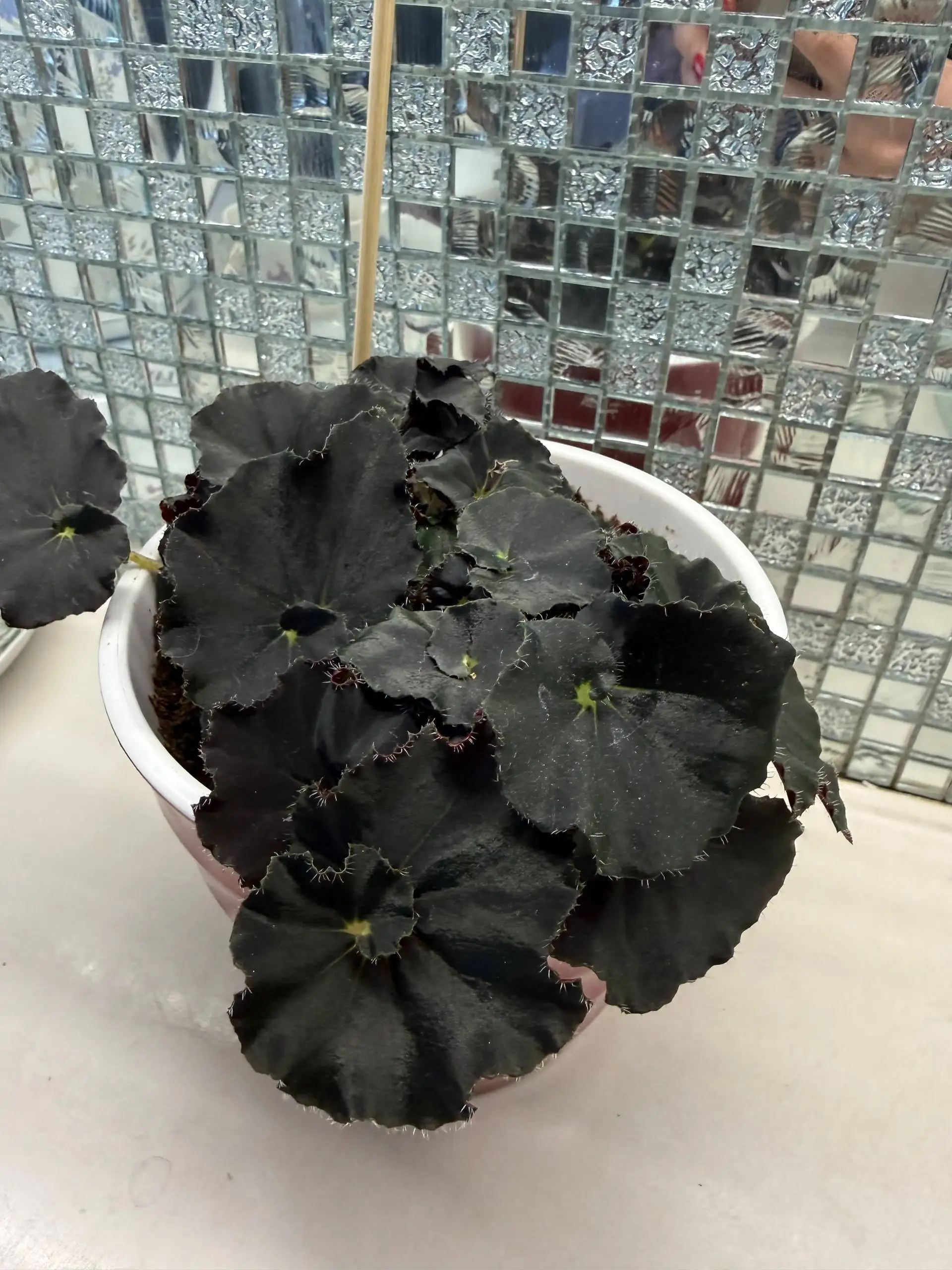 Продажа комнатных растений в Юбилейном - Барахолка в Юбилейный