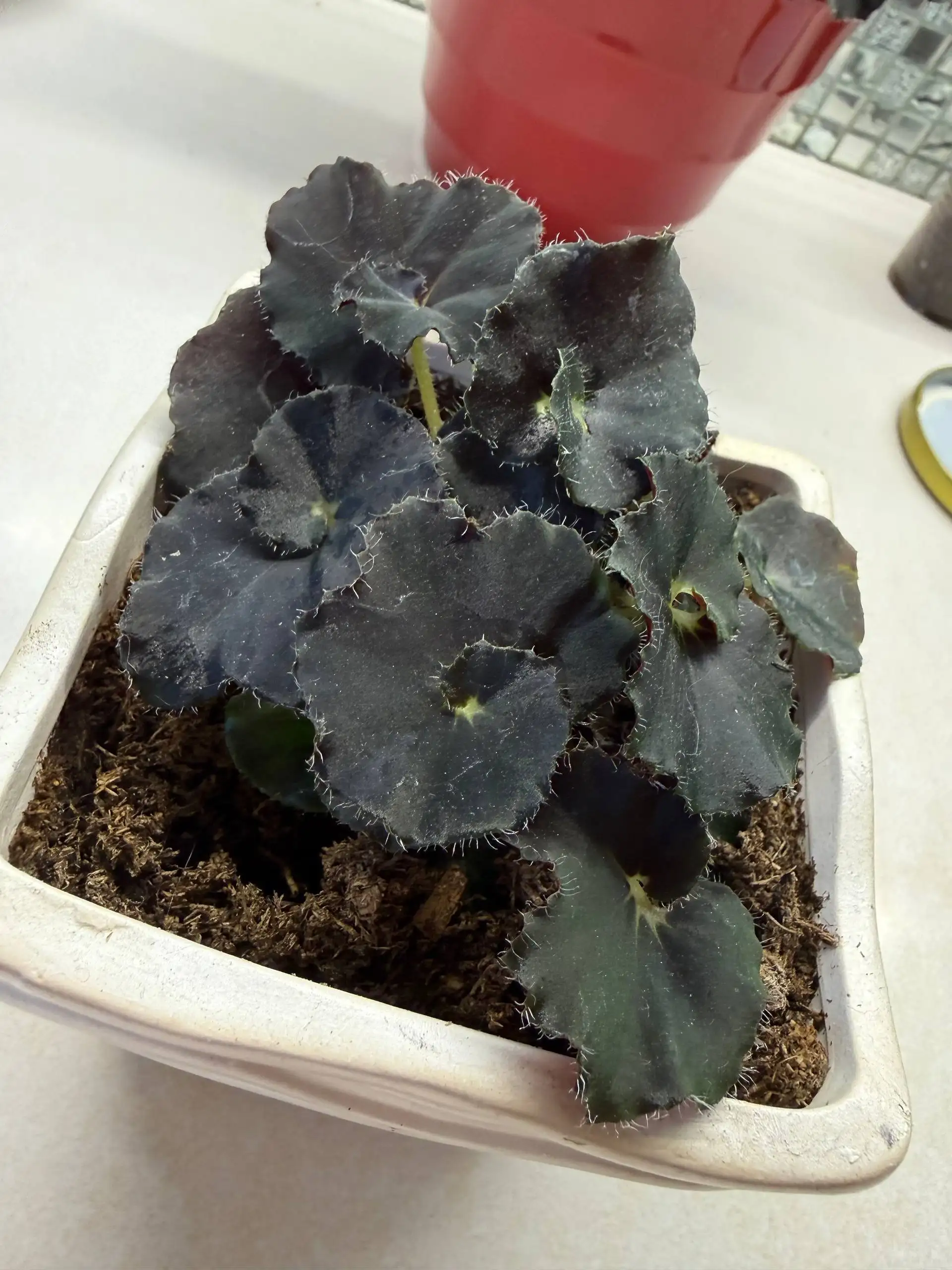 Продажа комнатных растений в Юбилейном - Барахолка в Юбилейный