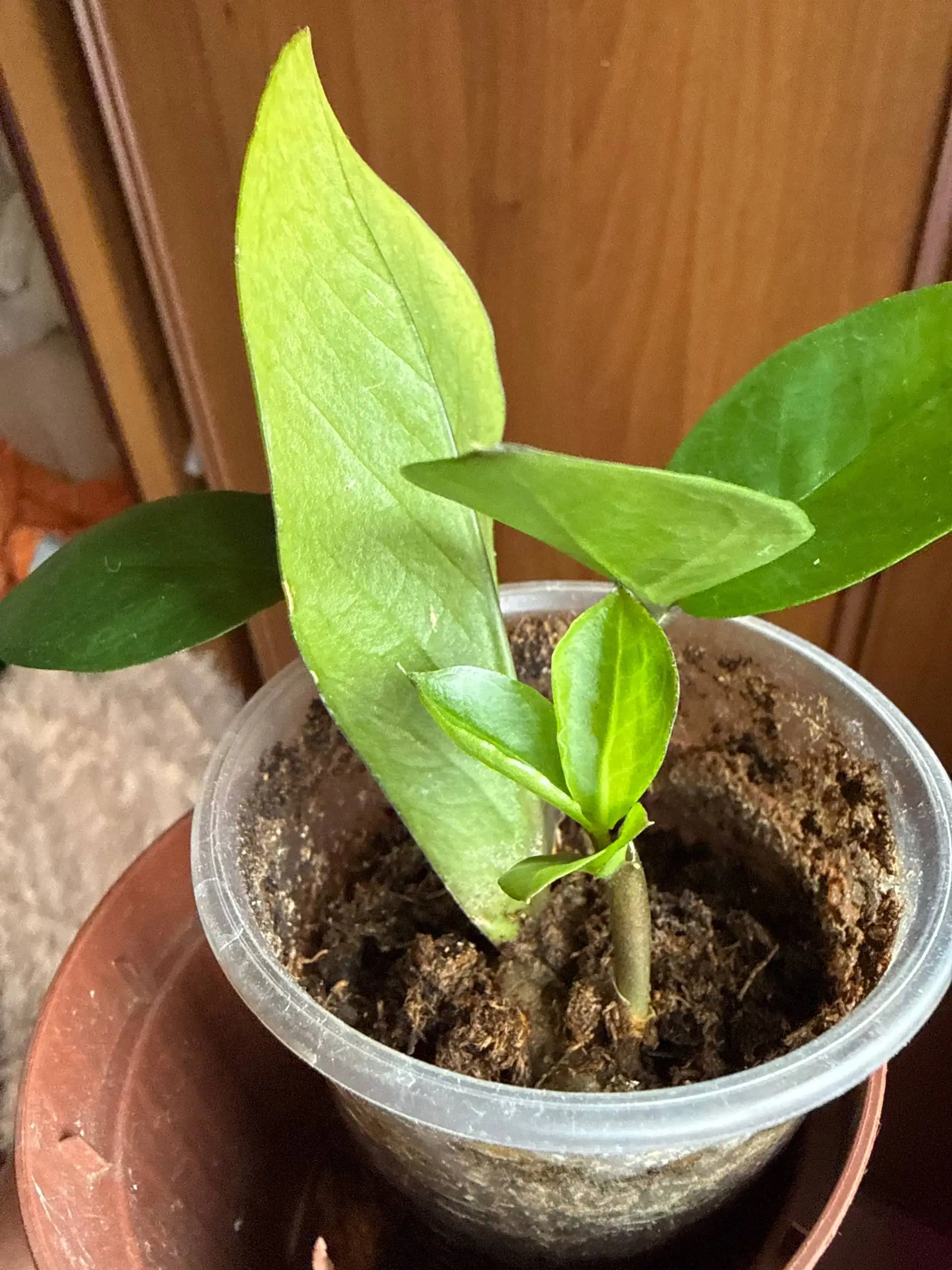 Продажа комнатных растений в Юбилейном - Барахолка в Юбилейный