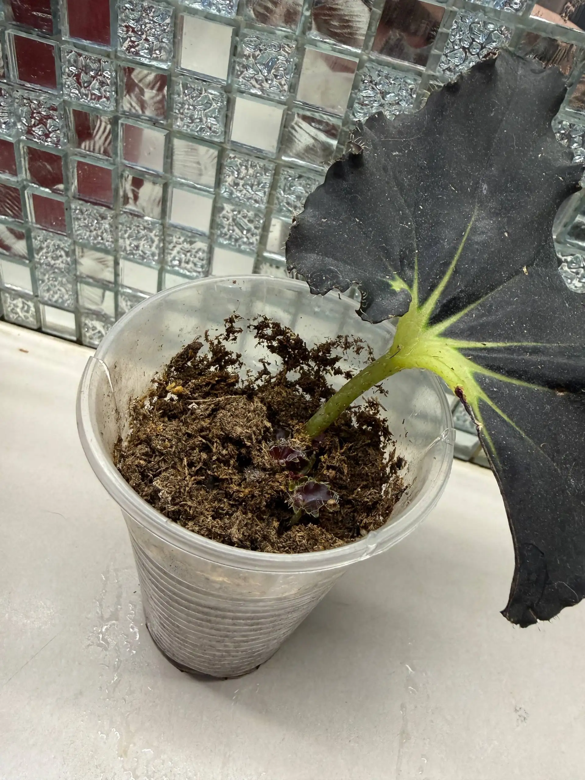 Продажа комнатных растений в Юбилейном - Барахолка в Юбилейный