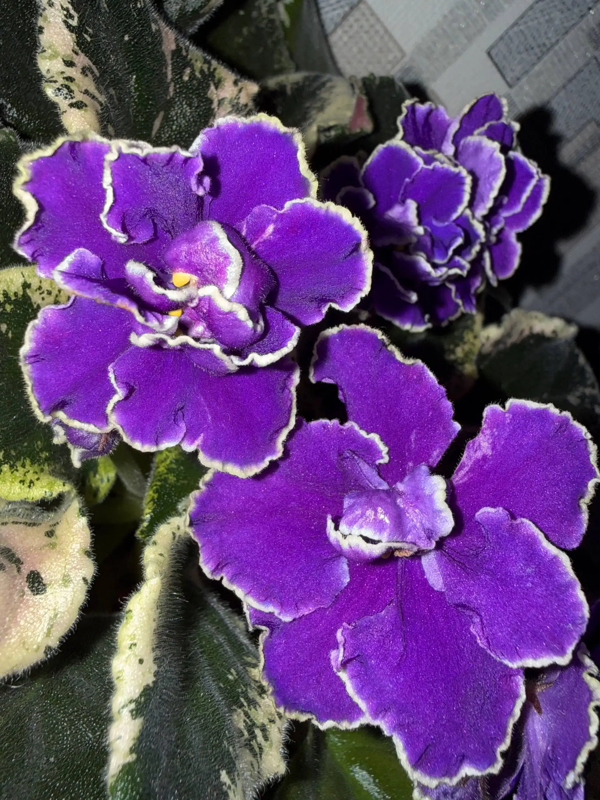 Продажа комнатных растений в Юбилейном - Барахолка в Юбилейный