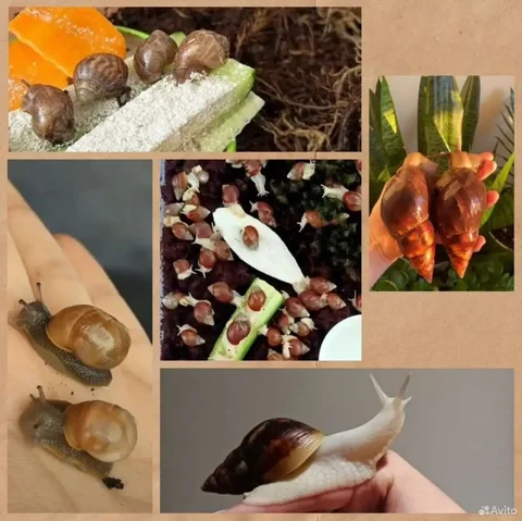 Домашняя улитка Achatina immaculata - Корм для животных в Саратов