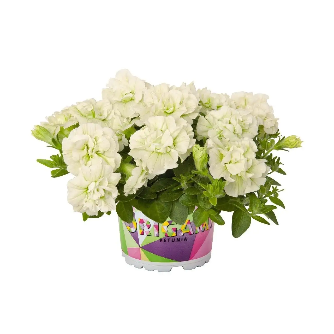 Еврочеренки сорта Оригами - Растения (Барахолка) в Саратов