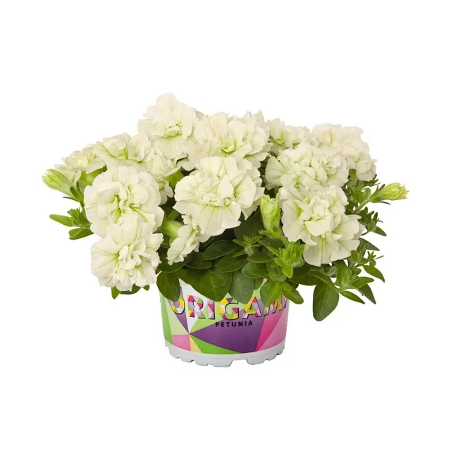 Еврочеренки сорта Оригами - частное объявление в Саратов