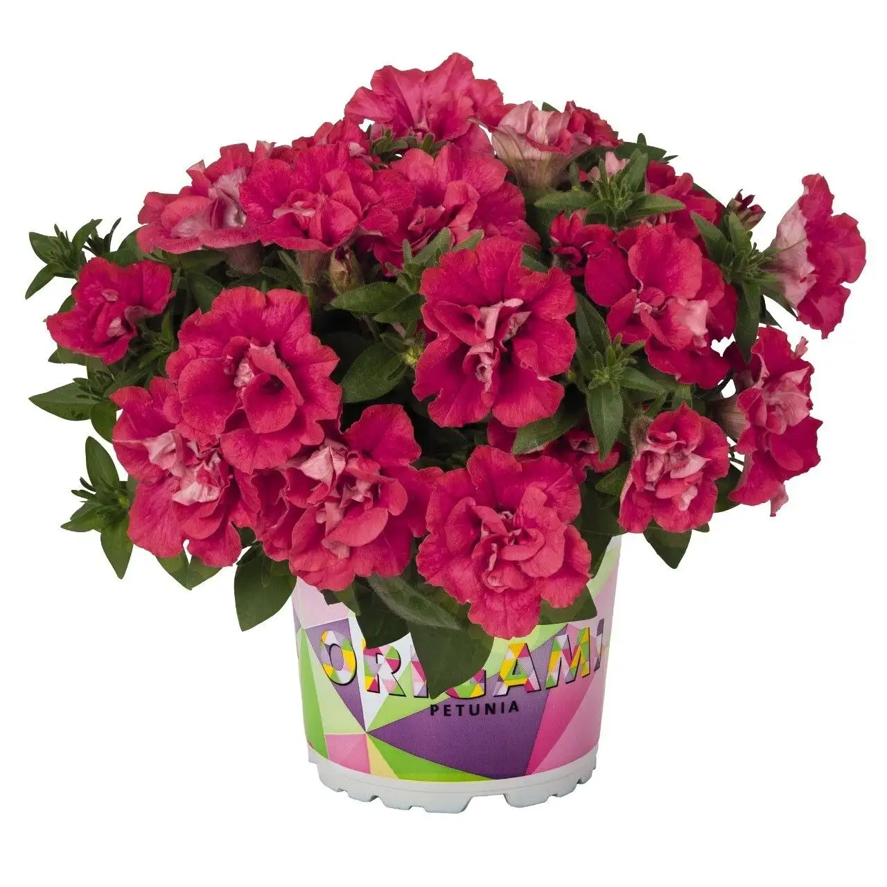 Еврочеренки сорта Оригами - Растения (Барахолка) в Саратов