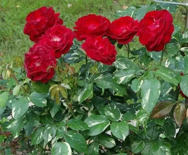 Продажа товара в Барахолке Юбилейного - Барахолка в Саратов