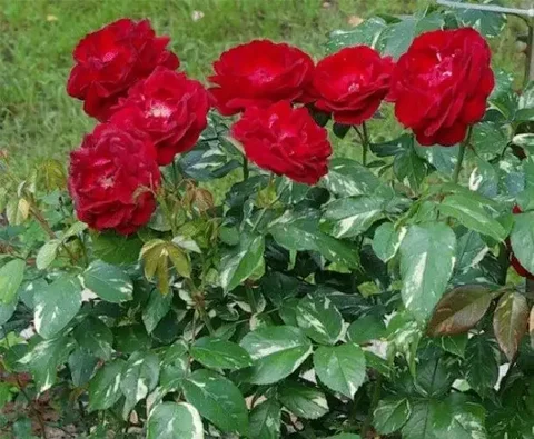 Продажа товара в Барахолке Юбилейного - Хендмейд в Саратов