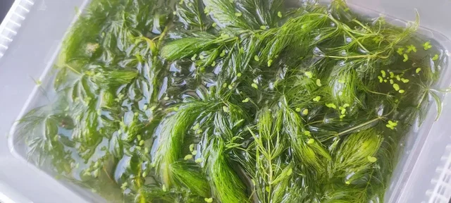 Роголистник аквариумный свежий - Хобби и отдых в Саратов