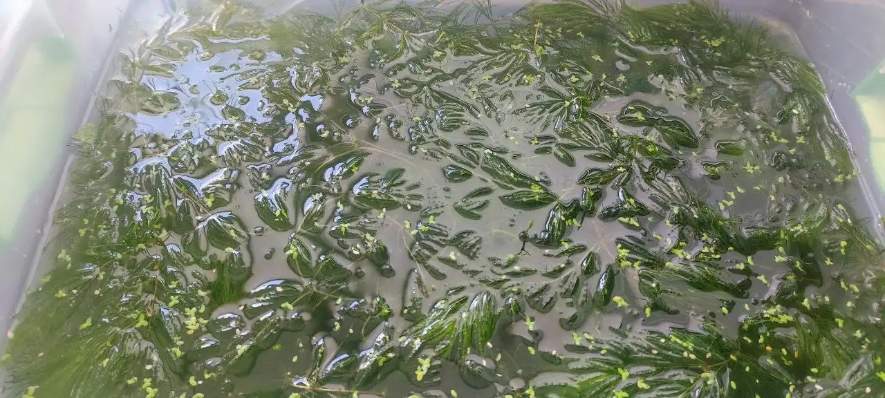 Роголистник аквариумный свежий - Аквариумистика (Хобби и отдых) в Саратов