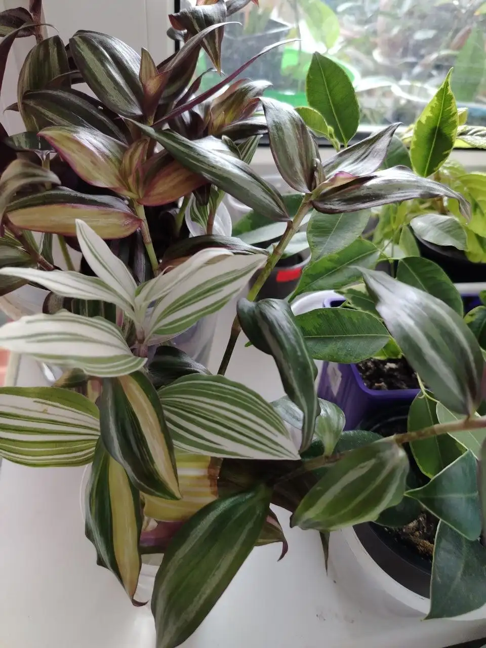 Традесканция разных сортов в стаканчике - Растения (Хобби и отдых) в Юбилейный (Саратов)