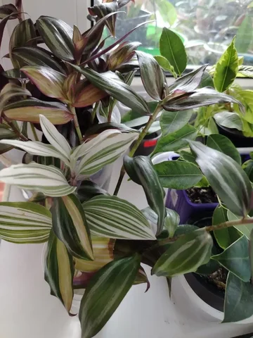 Традесканция разных сортов в стаканчике - Хобби и отдых в Юбилейный (Саратов)