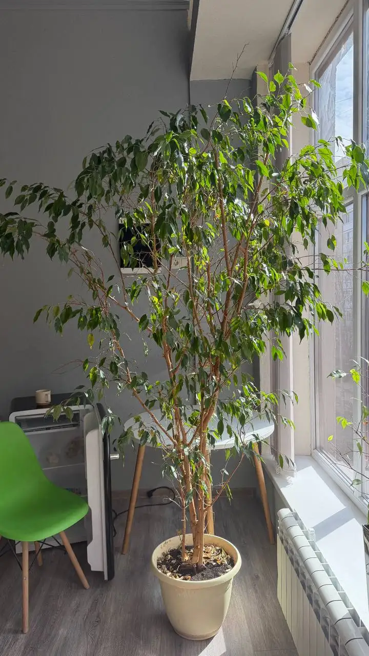 Продам фикус высотой 2 метра - Барахолка в Юбилейный (Саратов)