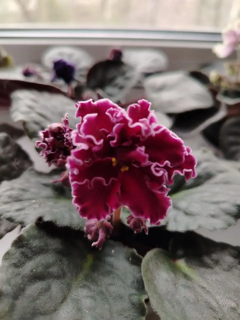 Фиалки Беатриса и Дух воды - Растения (Хобби и отдых) в Юбилейный